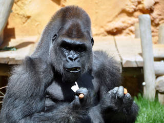 Zoo d Amneville