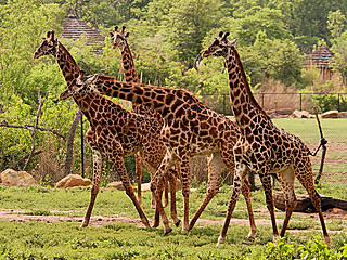 Giraffen im Kansas City Zoo. © Kansas City Zoo